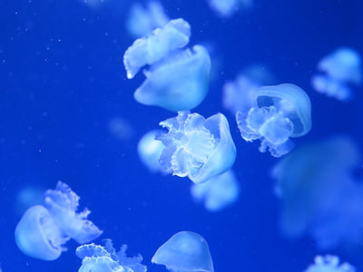 Microencapsulated Jellyfish Collagen Peptides